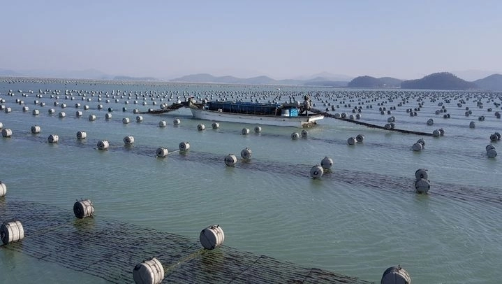 전남 김 양식장.