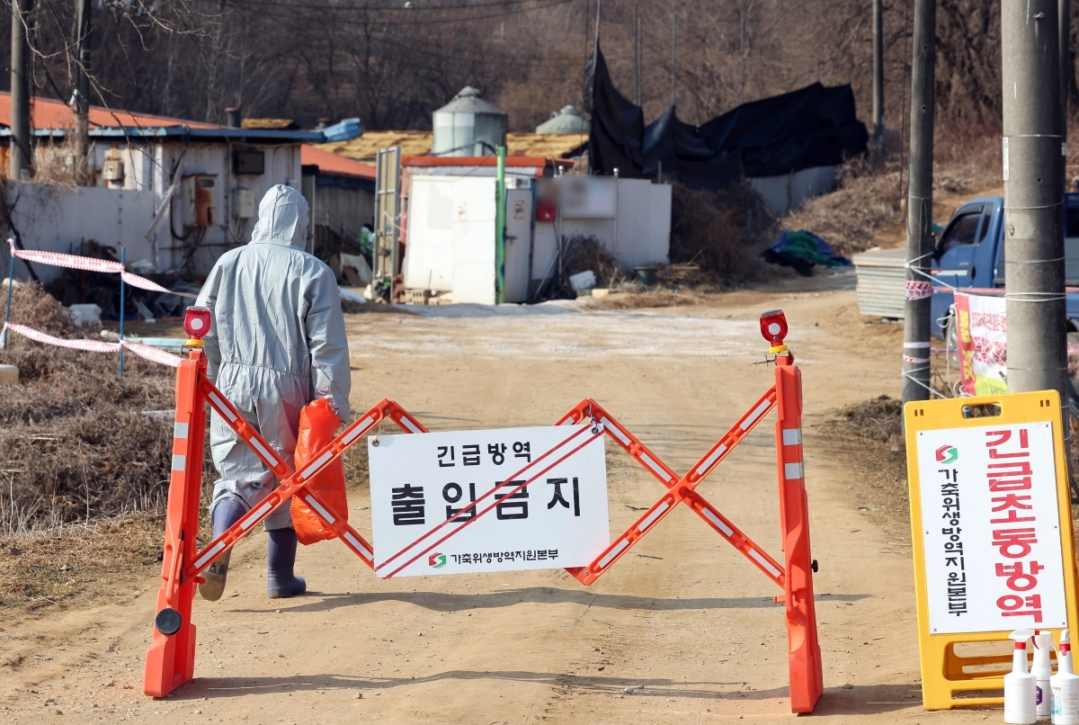 아프리카돼지열병(ASF) 방역. 연합뉴스