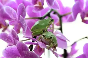 오늘 경칩… 기지개 켠 개구리