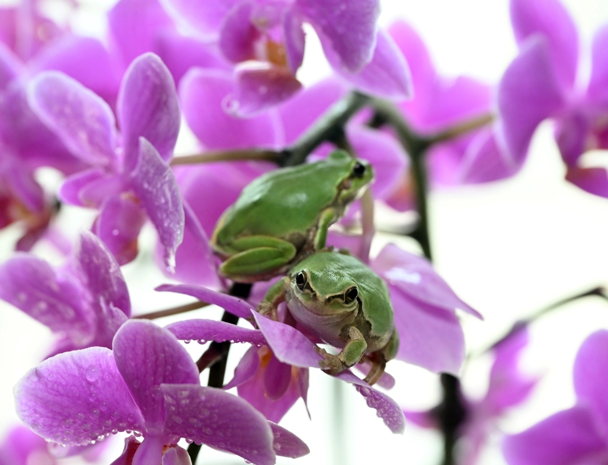 오늘 경칩… 기지개 켠 개구리