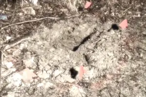 산책길에 소녀들 시신 든 여행가방 발견… “피해자 2명은 이복자매” 美경찰 발표