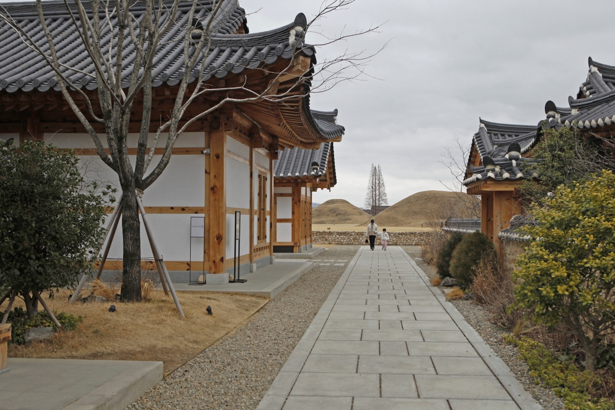 테라로사 경주점에서 본 황남리고분군 모습. 고분 사이로 솟은 메타세쿼이아가 랜드마크 역할을 한다.