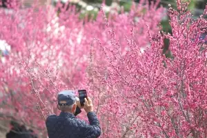 홍매화에 취해 ‘봄’