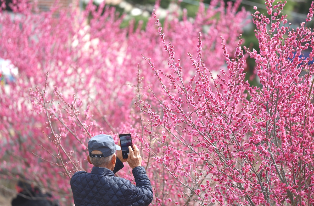 홍매화에 취해 ‘봄’