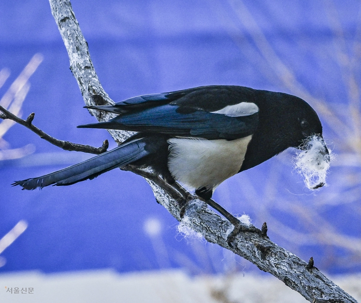 도시 까치의 집 짓기