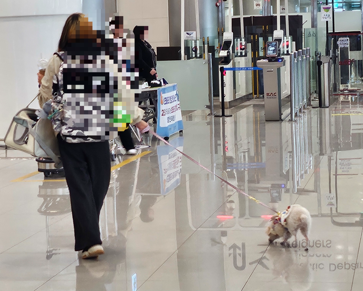 애완견을 동반해 여행 온 제주 여행객의 모습. 제주 강동삼 기자
