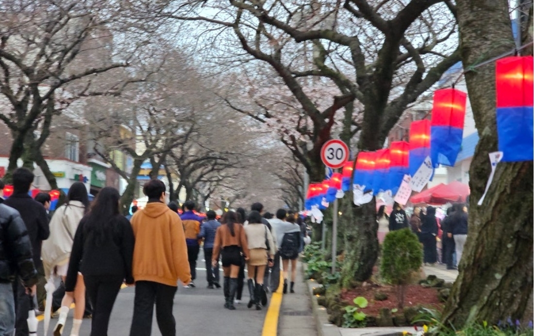 지난해 전농로 왕벚꽃축제 모습. 제주도 제공