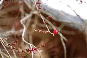 구례 화엄사 홍매화 첫 꽃망울…지난해 보다 16일 이른 개화