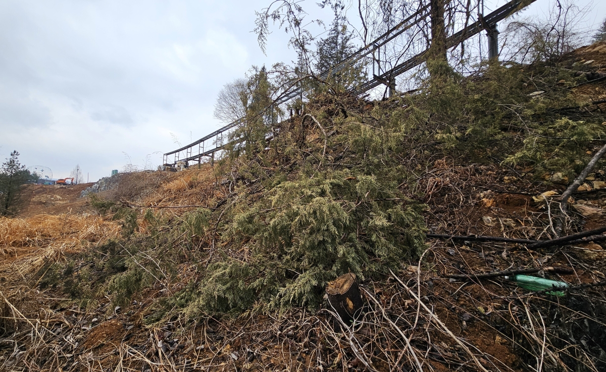 잘려나간 모감주 나무 노거수. 독자 제공.