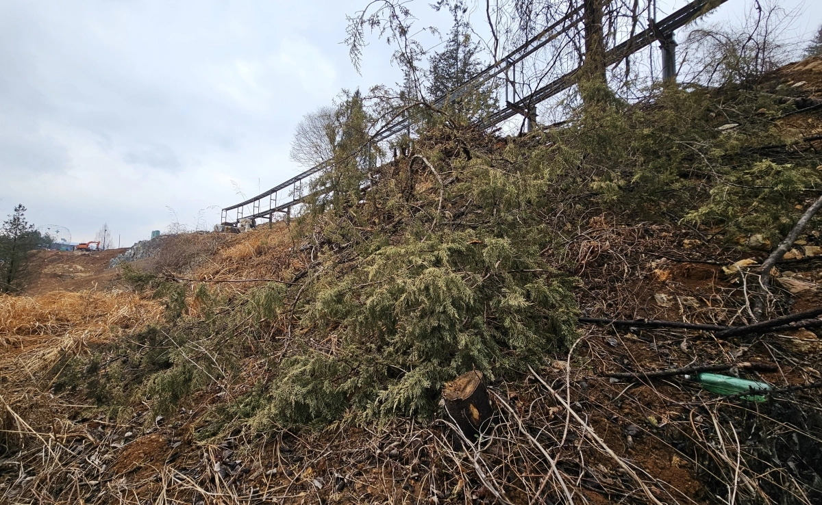 잘려나간 모감주 나무 노거수. 독자 제공.