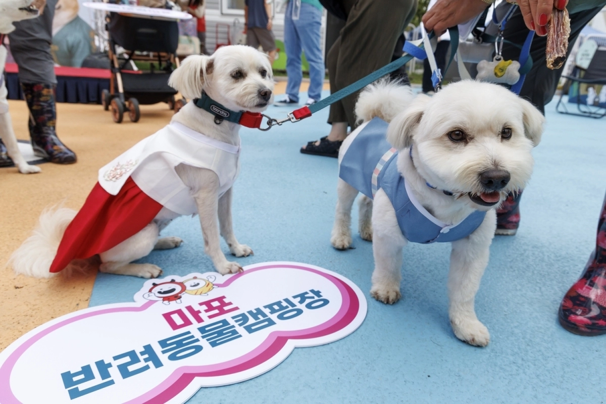서울 마포구에서 진행한 반려동물캠핑장 행사에 참가한 반려동물들의 모습. 마포구 제공