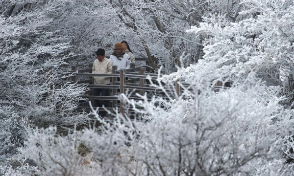 기습 추위가 찾아온 7일 오전 제주 한라산 1100고지 습지 인근 고지대에 상고대가 활짝 피어나 봄 계절 속 겨울 정취를 자아내고 있다. 2026.03.07.<br>뉴시스