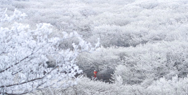 기습 추위가 찾아온 7일 오전 제주 한라산 1100고지 습지 인근 고지대에 상고대가 활짝 피어나 봄 계절 속 겨울 정취를 자아내고 있다. 2026.03.07.<br>뉴시스