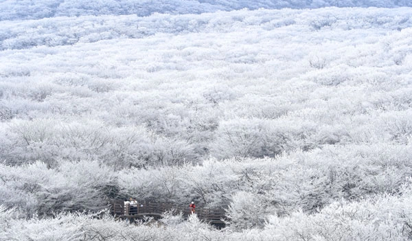 기습 추위가 찾아온 7일 오전 제주 한라산 1100고지 습지 인근 고지대에 상고대가 활짝 피어나 봄 계절 속 겨울 정취를 자아내고 있다. 2026.03.07.<br>뉴시스