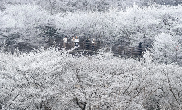 기습 추위가 찾아온 7일 오전 제주 한라산 1100고지 습지 인근 고지대에 상고대가 활짝 피어나 봄 계절 속 겨울 정취를 자아내고 있다. 2026.03.07.<br>뉴시스