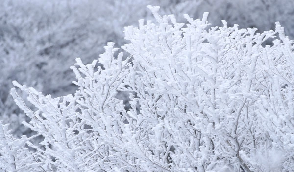 기습 추위가 찾아온 7일 오전 제주 한라산 1100고지 습지 인근 고지대에 상고대가 활짝 피어나 봄 계절 속 겨울 정취를 자아내고 있다. 2026.03.07.<br>뉴시스