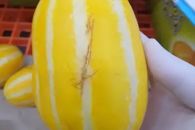 경기도 ‘아까운 농산물’ 유통 최대 1억 지원