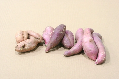 못난이 고구마(왼쪽)와 정상 고구마(오른쪽)