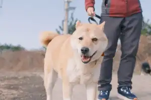 제주도내 1호 민간보호시설 등록… 유기동물 100여마리와 아름다운 동행 ‘한림쉼터’