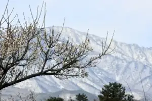 [포토] 봄의 전령 매화와 눈 쌓인 설악산
