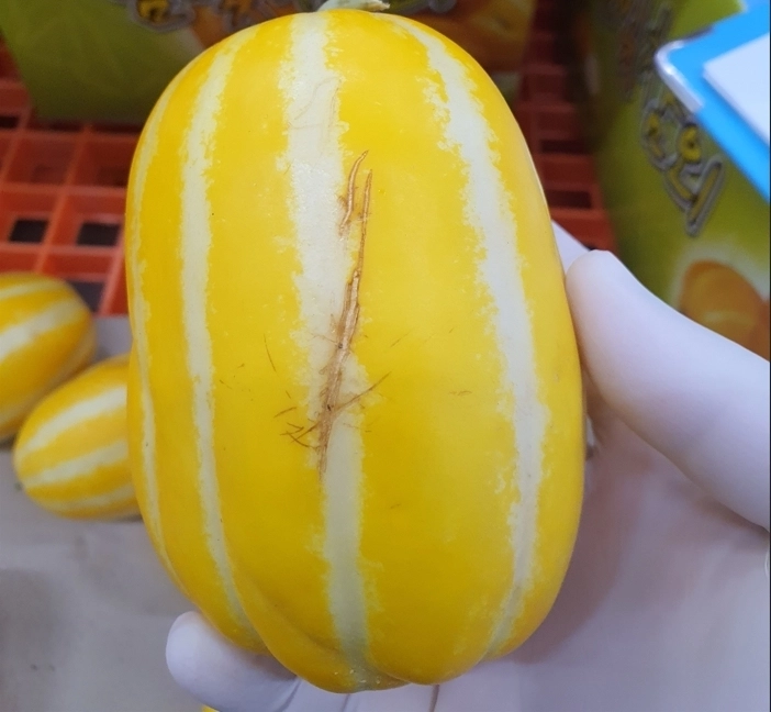 흠집이 있어 유통이 어려운 참외. 경기도 제공