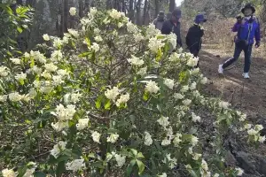 백서향 향기 가득한 제주 저지곶자왈