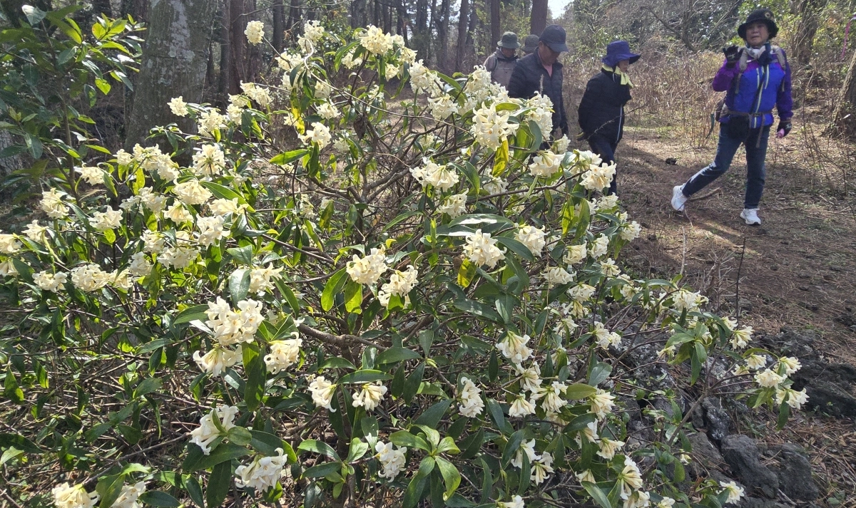 백서향 향기 가득한 제주 저지곶자왈