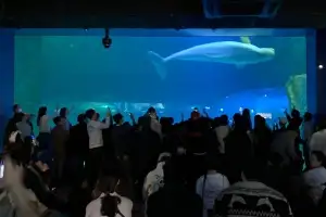 “수족관에 감금된 여성 돌고래 해방시켜 주세요”