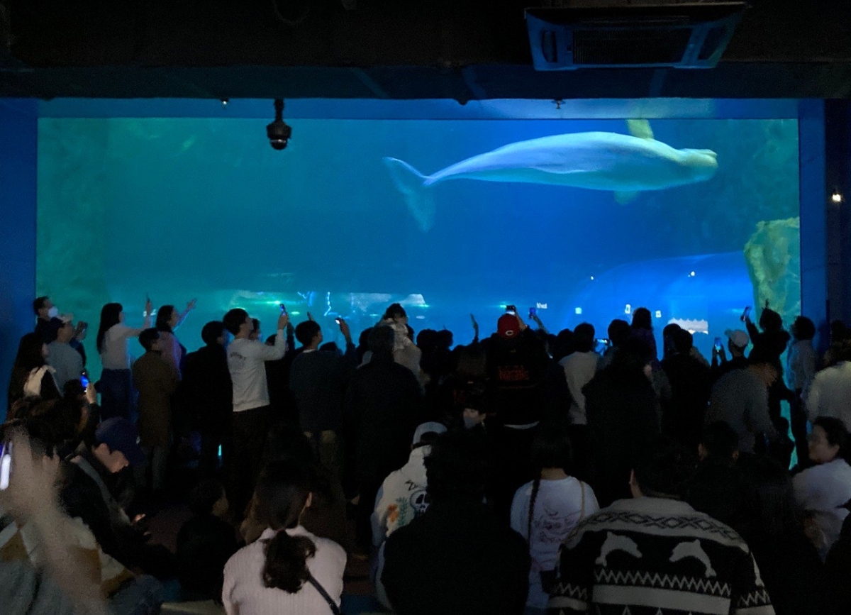 서울 잠실 롯데월드 아쿠아리움의 좁은 수조에 갇힌 여성 흰고래 ‘벨라’는 관람객들의 환호성 및 수조 벽을 두드릴 때 생기는 커다란 소음과 스트레스에 항시 노출되어 있다. 핫핑크돌핀스 제공