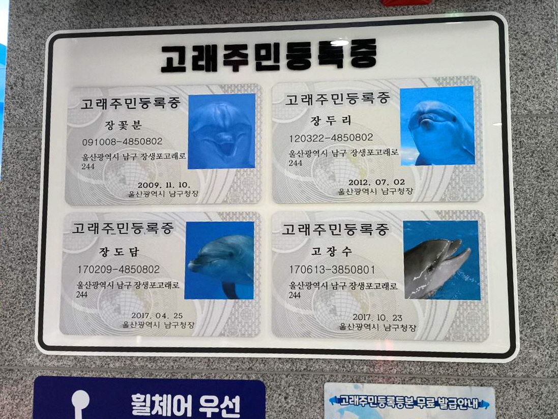 3월 현재 울산 고래생태체험관에 4명의 큰돌고래들이 있는데, 보통 남성 큰돌고래가 8~10살에 성적 성숙에 이르는 것을 고려하면 현재 9살의 고장수는 성적 성숙에 이른 것으로 추정된다. 핫핑크돌핀스 제공
