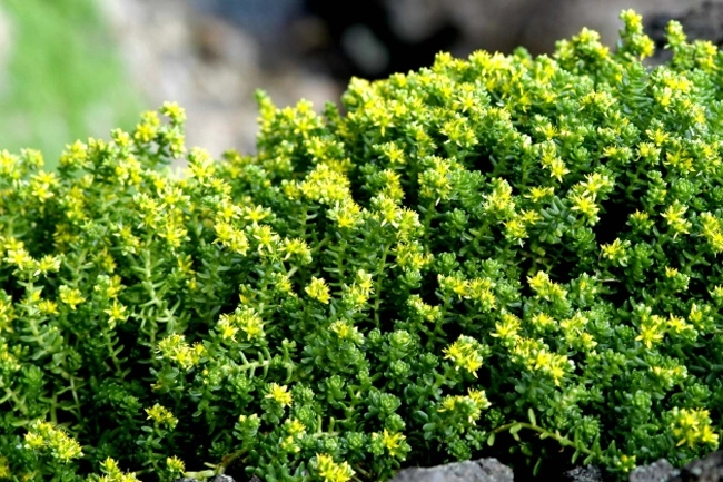 독도 자생물질 땅채송화(사진) 뿌리 주변 토양에서 뇌 염증 감소에 효과가 있는 미생물을 발견했다.  독도재단 제공