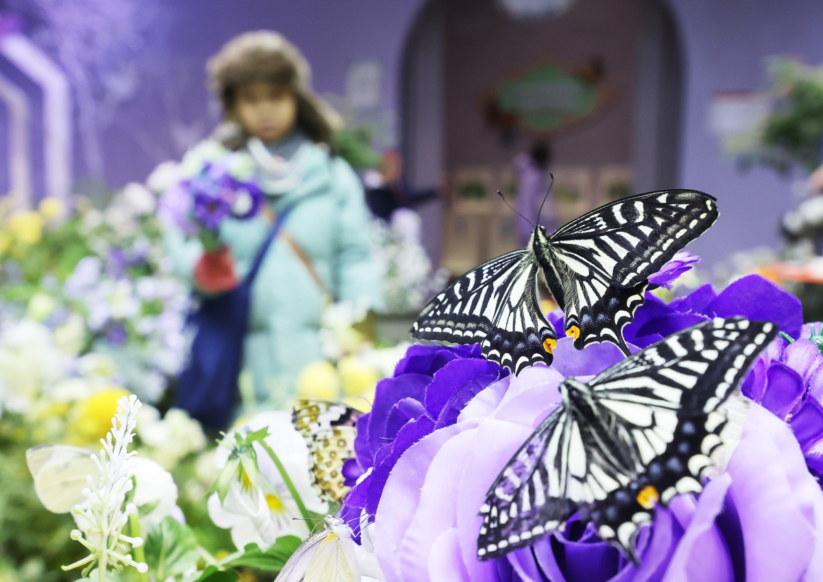 경기도 용인시 에버랜드 ‘나비의 꿈 꾸는 정원’을 찾은 어린이가 나비를 바라보고 있다. 연합뉴스