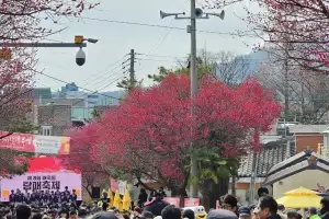 향긋한 매화 향기에 취해 ‘순천 탐매축제’ 1만여명 발길