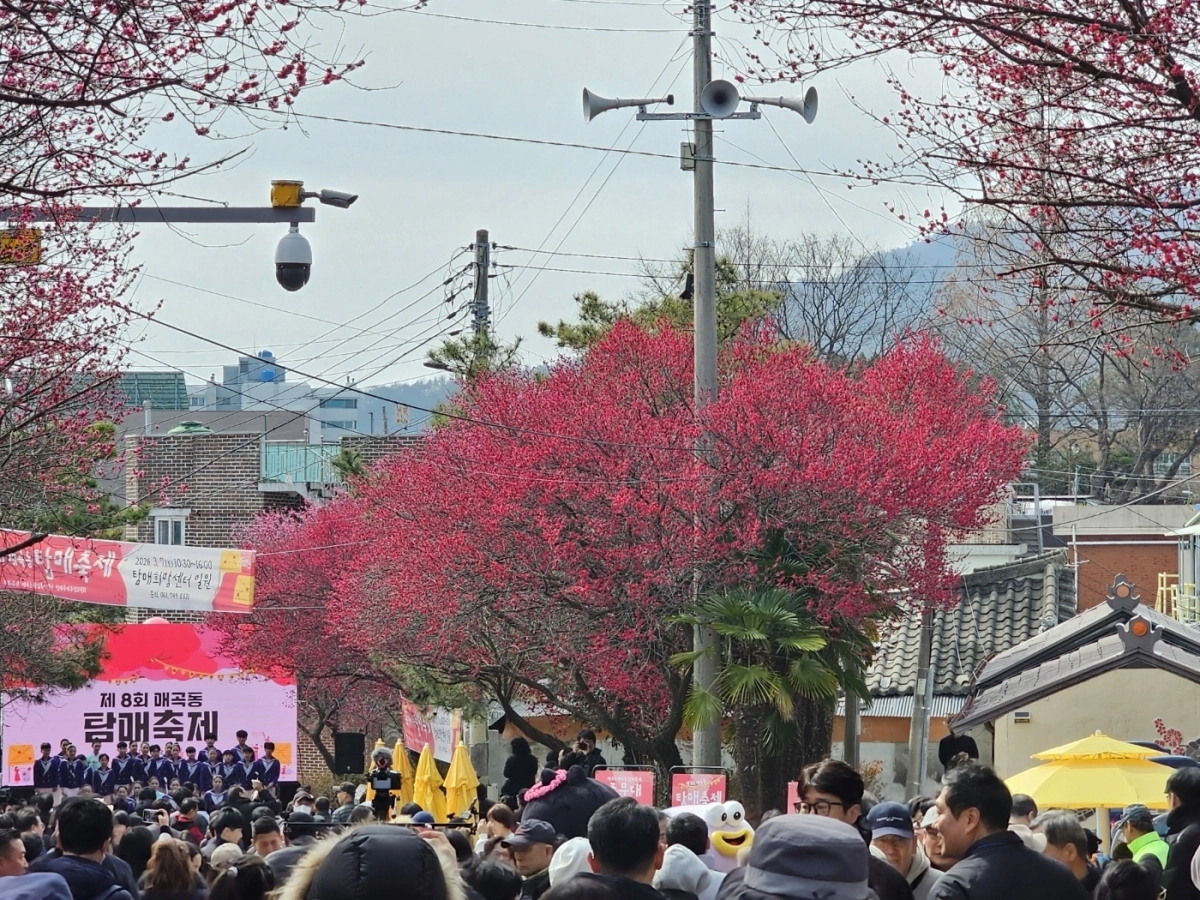 제8회 매곡동 탐매축제 모습