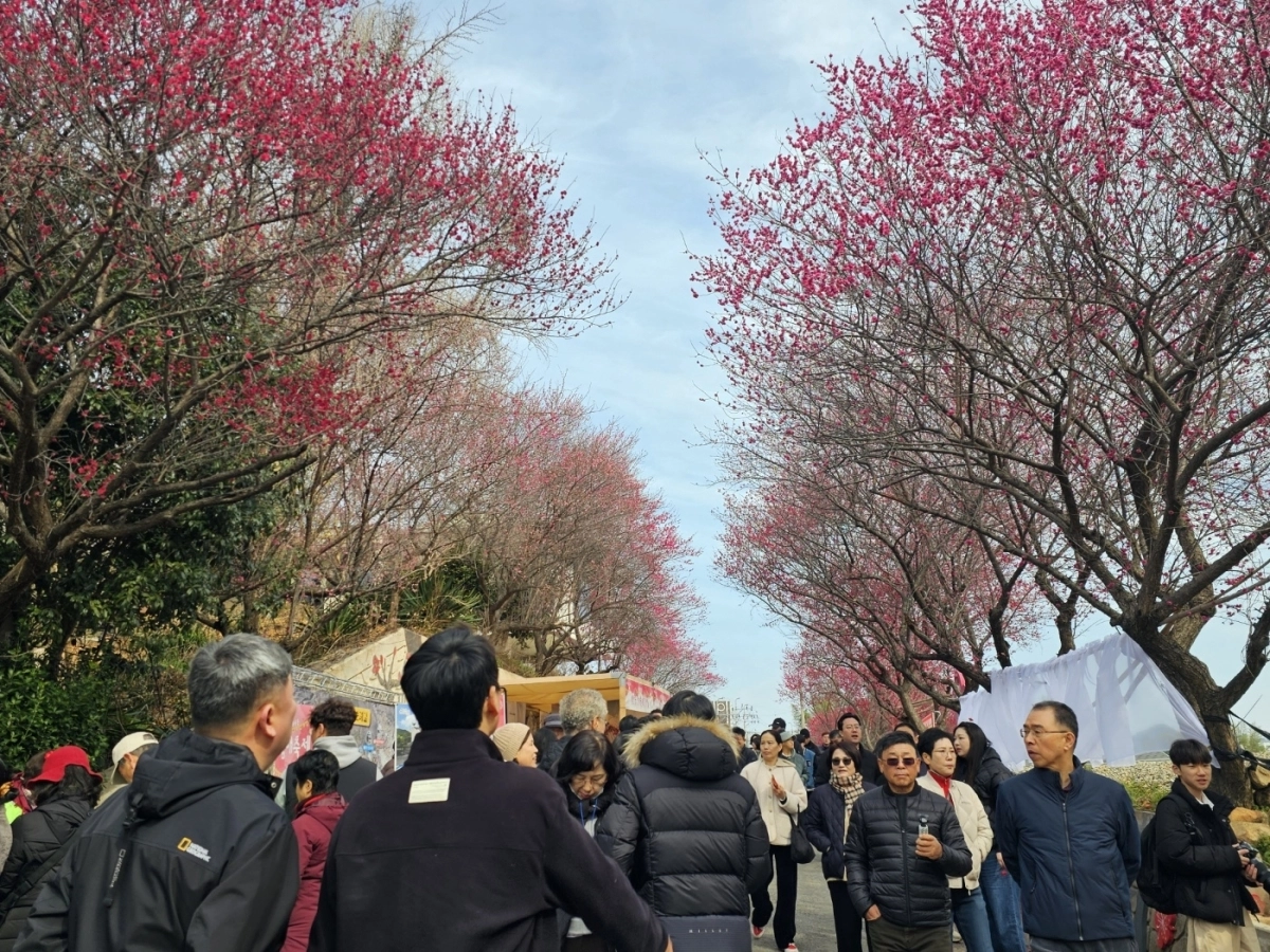 제8회 매곡동 탐매축제 모습