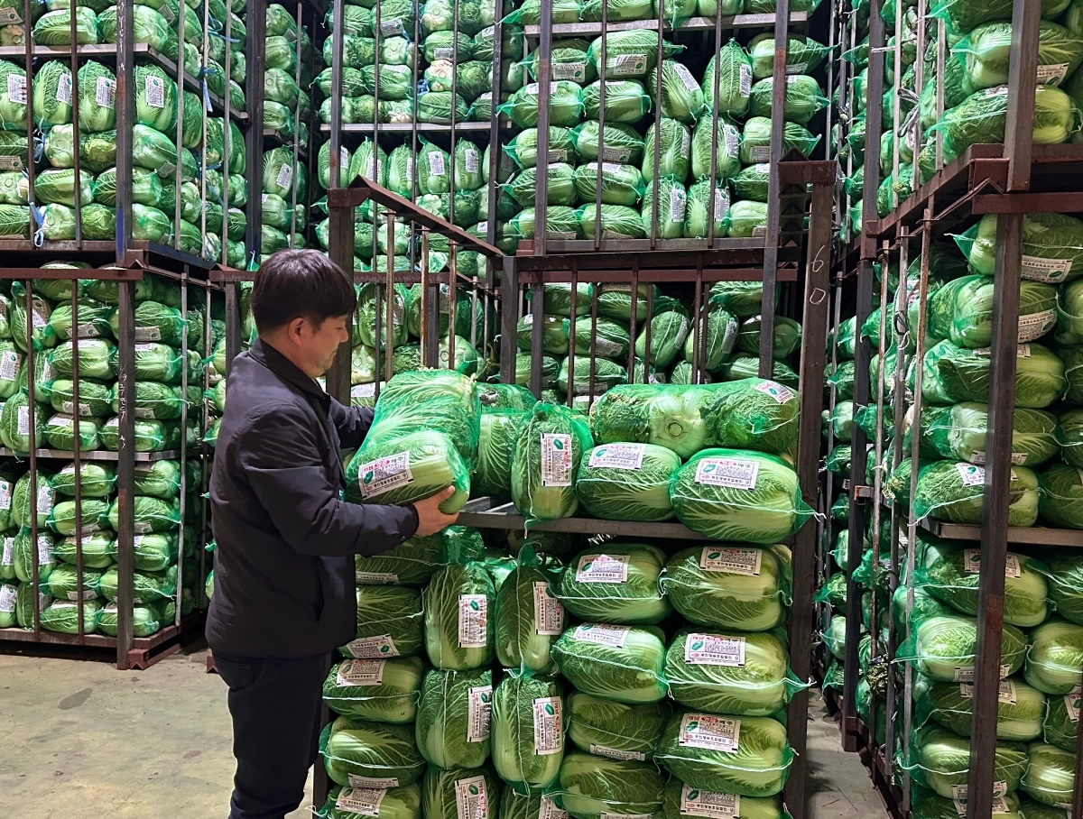 대아청과 관계자들이 지난 6일 전라남도 진도군 저장창고 입고 물량과 상품성을 점검하고 있다. 대아청과 제공