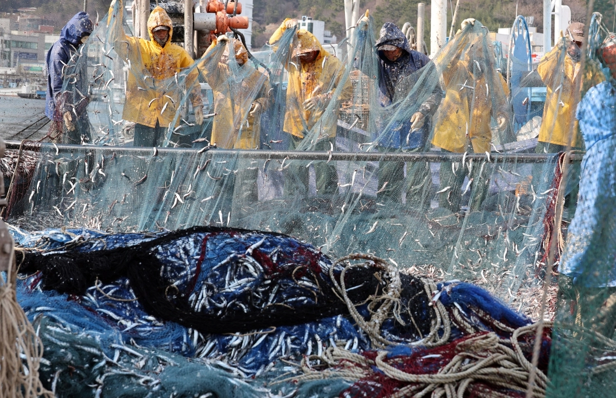 부산 대변항 멸치떨이 진풍경