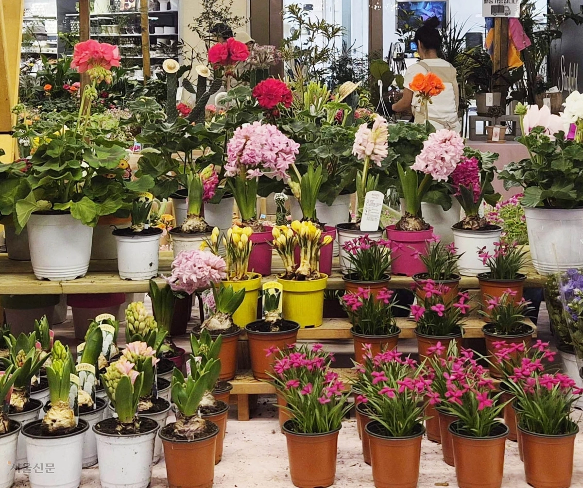 봄의 계단, 피어나는 선율