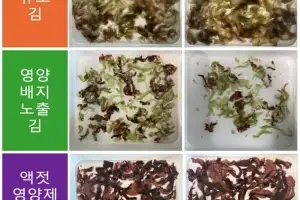‘반도체 김’ 황백화, 버려지는 액젓 찌꺼기로 잡았다