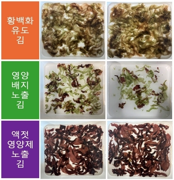 황백화 유도 김을 인공해수(상), PES 배지(영양배지, 중간)와 액젓 영양제(하)에서 배양했을 때의 전체 엽체 상태 변화 비교. 도 제공