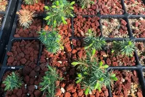 멸종위기 ‘가문비나무’ 고사 원인 밝혔다