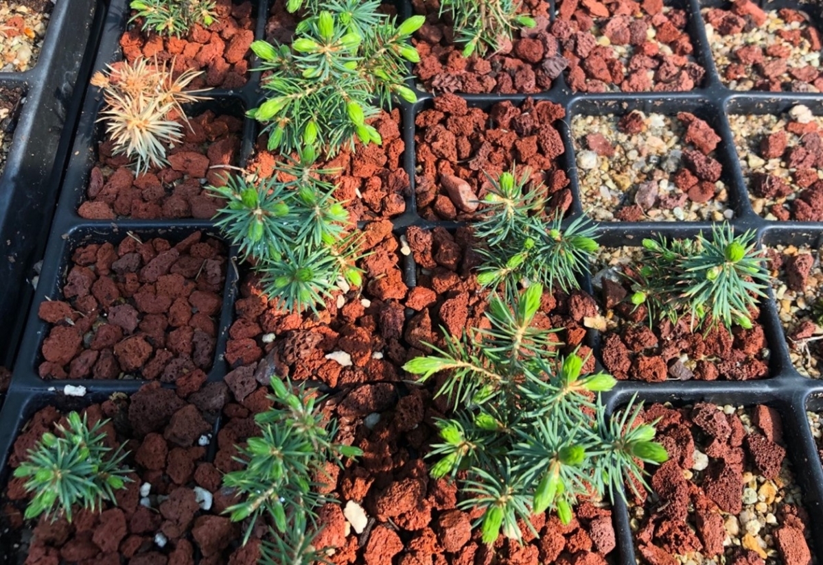 멸종위기인 가문비나무 양묘. 국립산림과학원 제공