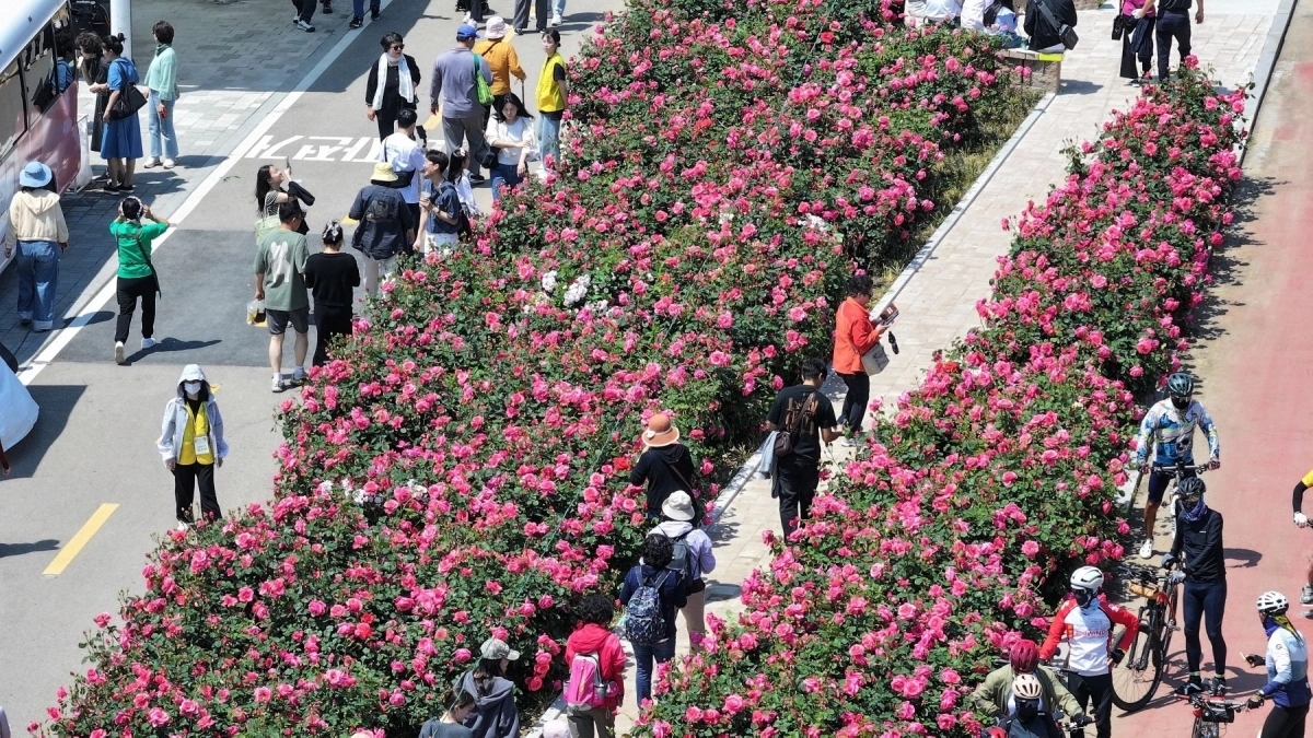 지난해 ‘제17회 중랑 서울 장미축제’를 즐기는 시민들의 모습. 중랑구 제공