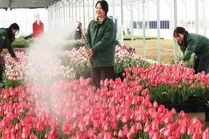 에버랜드 튤립 축제 준비