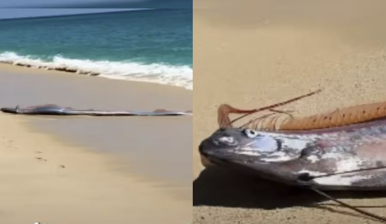 지난 4일 멕시코 카보산루카스 해변에 나타난 산갈치. 소셜미디어 캡처