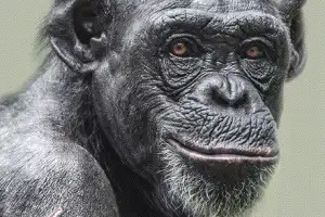 미소 짓는 원숭이, 따라 웃는 인간들… 공감, 種을 넘는다