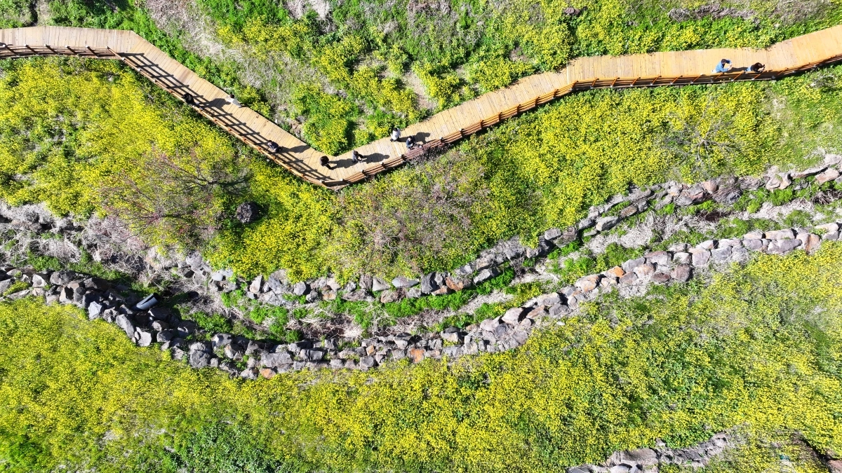 유채꽃 핀 제주의 봄