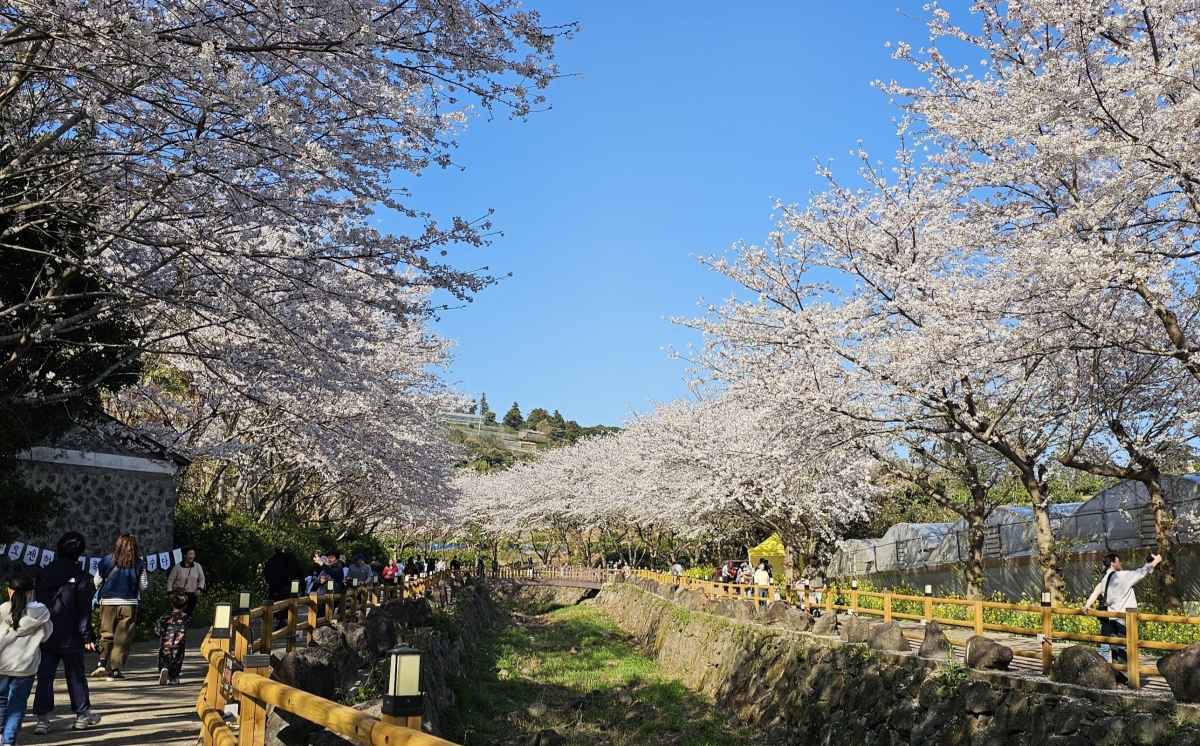 서홍동 ‘웃물교 벚꽃구경’. 서귀포시 제공