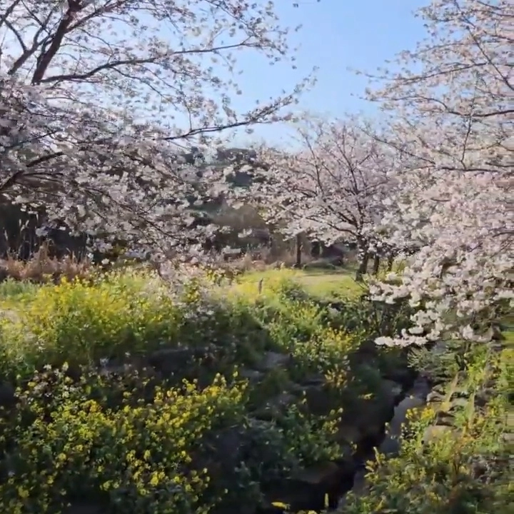 예래동 ‘예래 사자마을 봄꽃나들이’. 제주 강동삼 기자