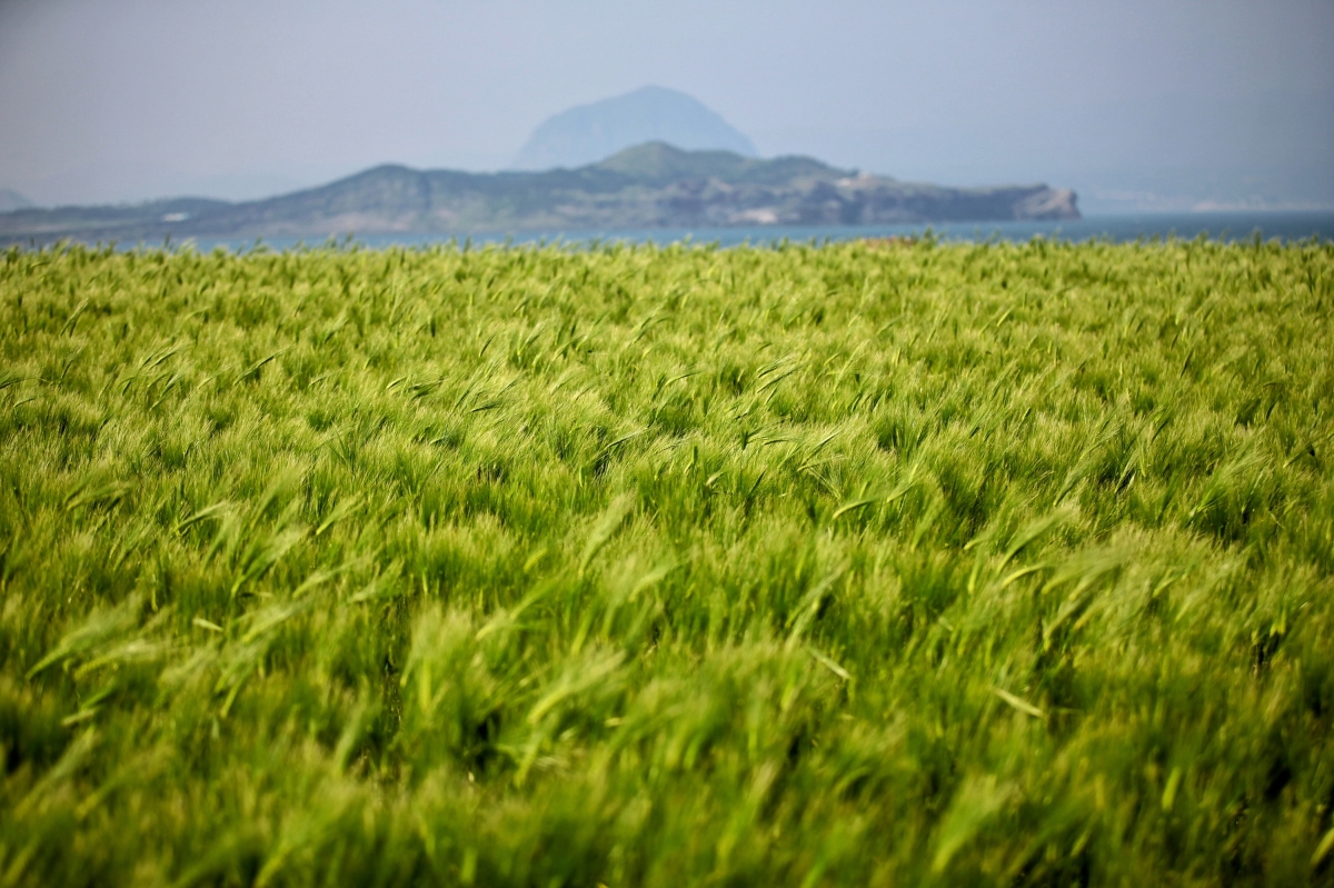 4월 17일부터 5월 17일까지 대정읍 가파도에서 열리는 ‘가파도 청보리 축제’. 제주관광공사 제공